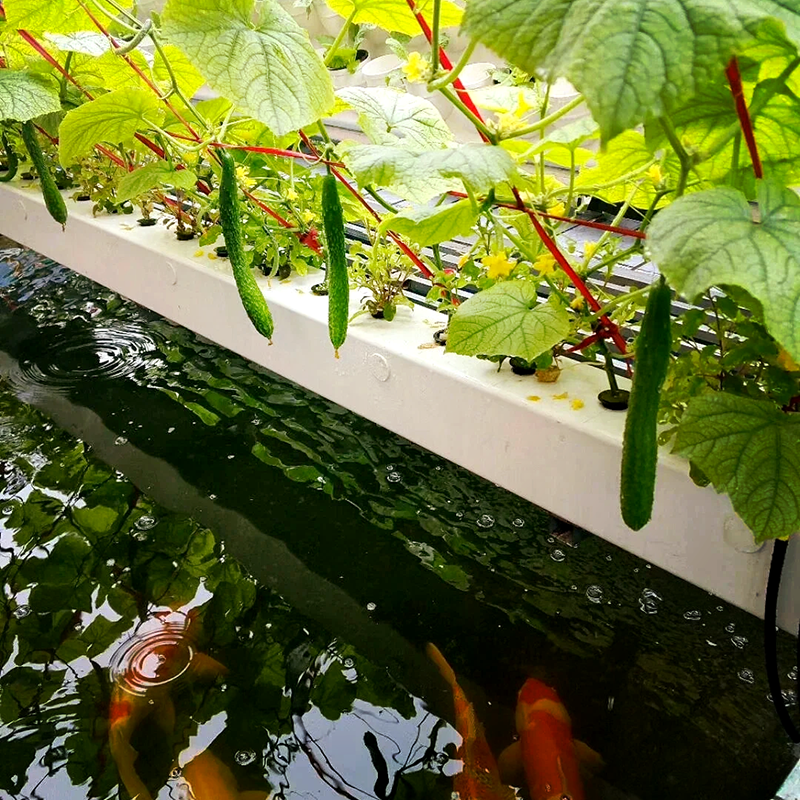 乌海市气雾培鱼菜共生 - 排名